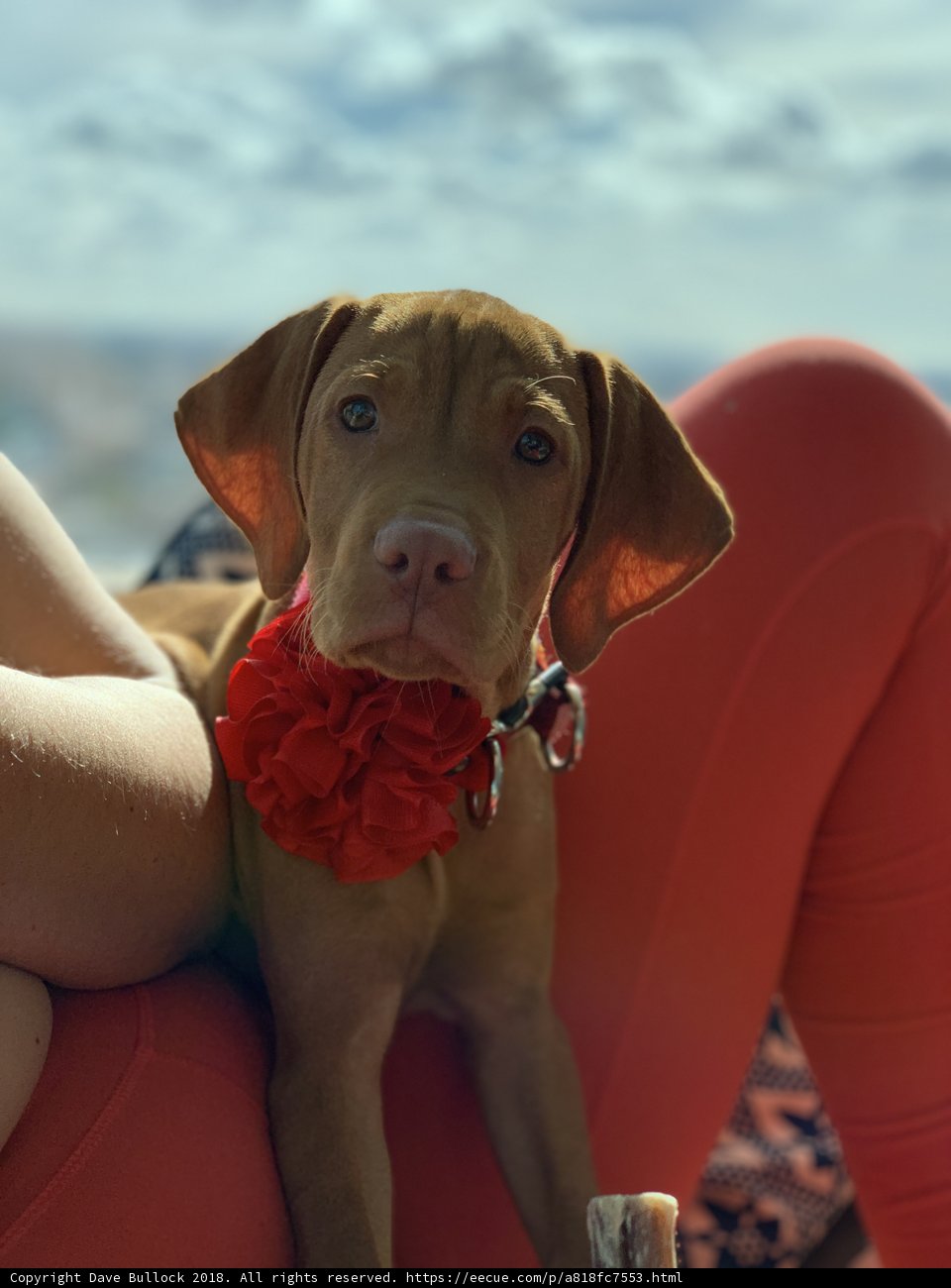 Sweet Pup on Red