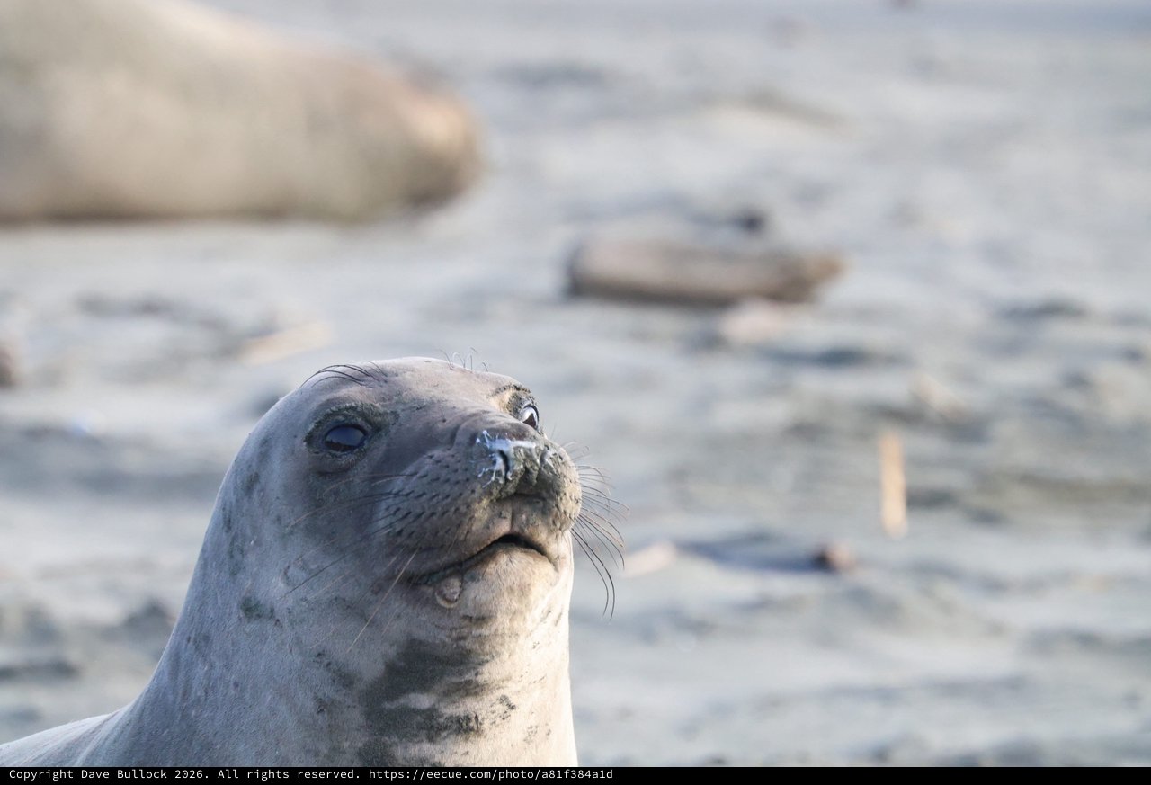 Elephant Seal Pup Portrait at Drakes Beach
