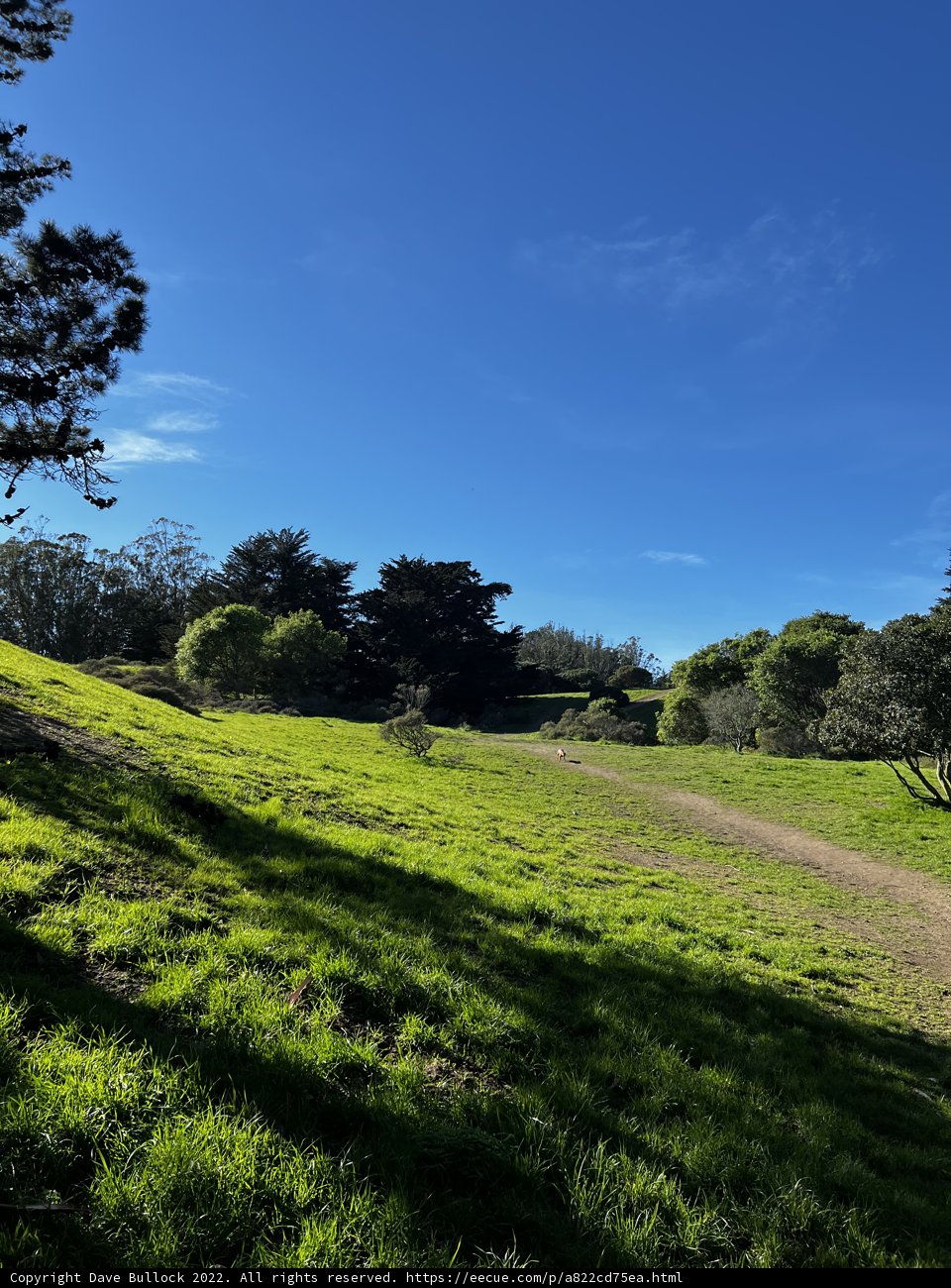 Rolling Hills and Tranquil Trees