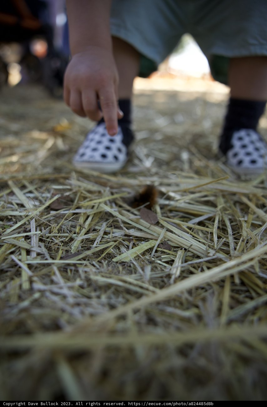 Hay-Day Adventure