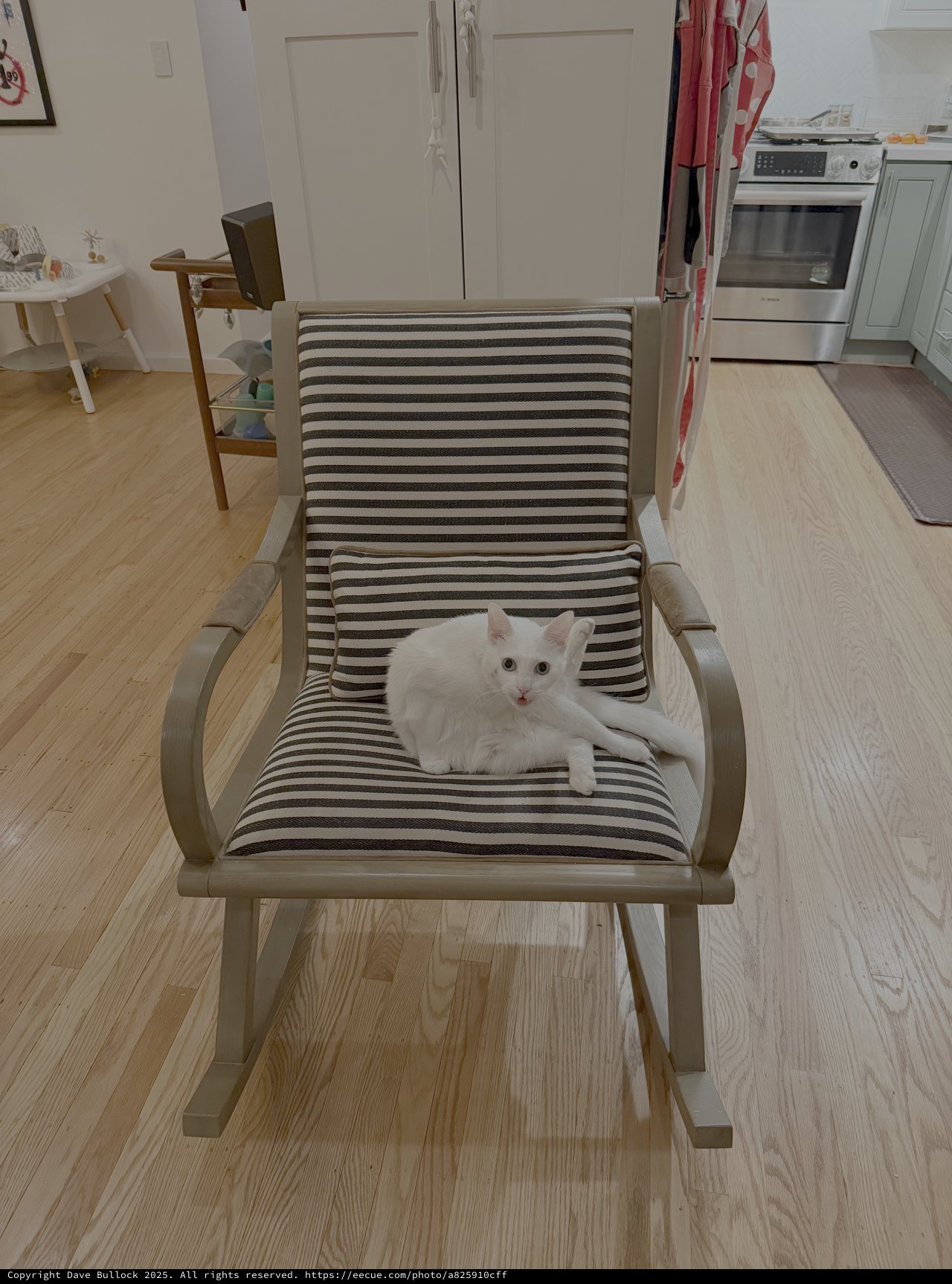 White Kitten Relaxing in Striped Rocking Chair