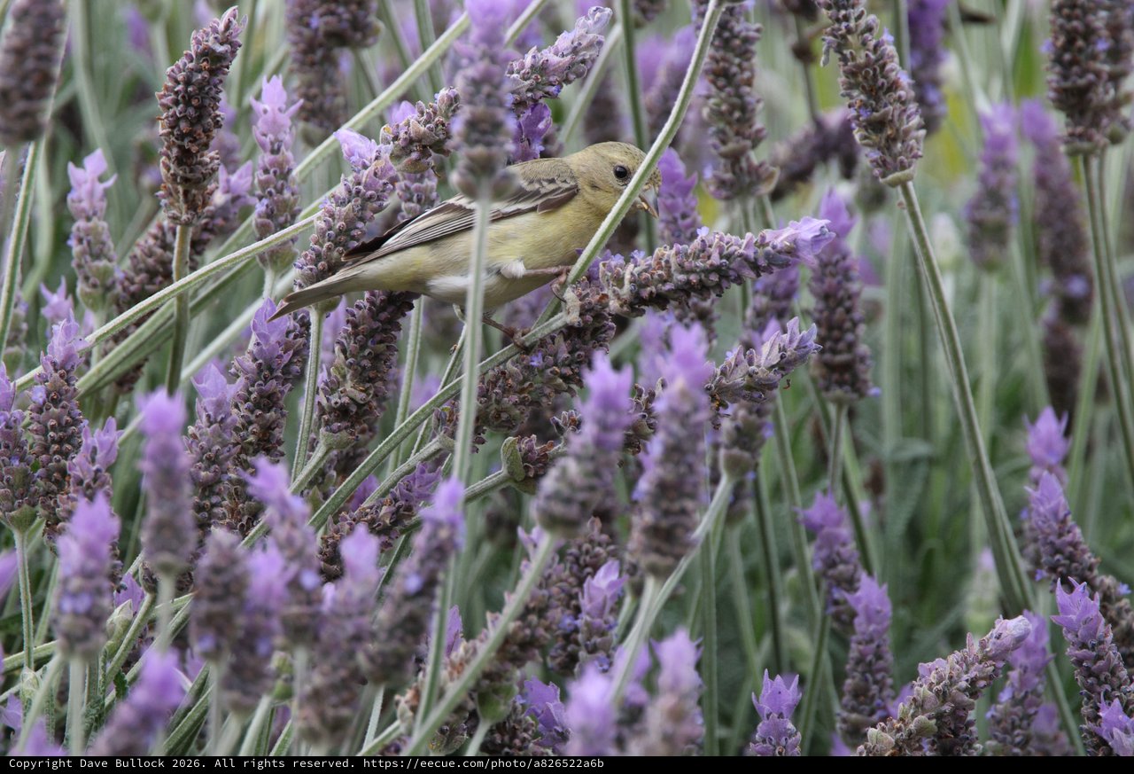 Small Bird Perched Among Lavender Blossoms