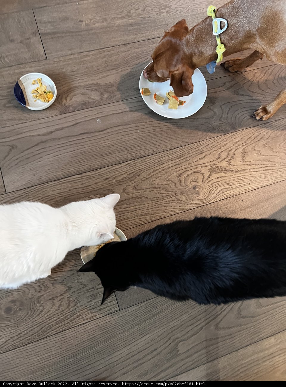 Furry Friends Dining Together on Hardwood Floor
