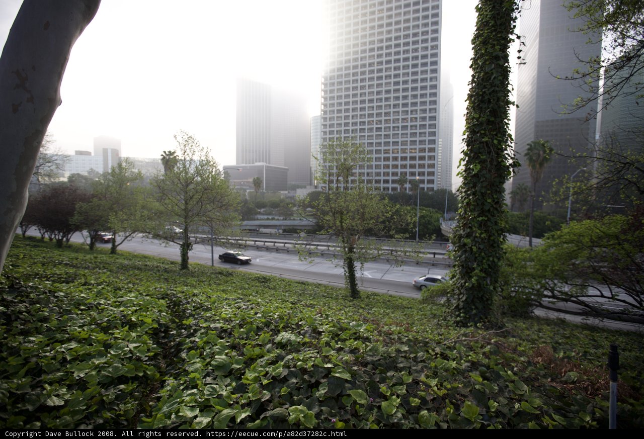 Urban Oasis: A glimpse of Metropolis beauty