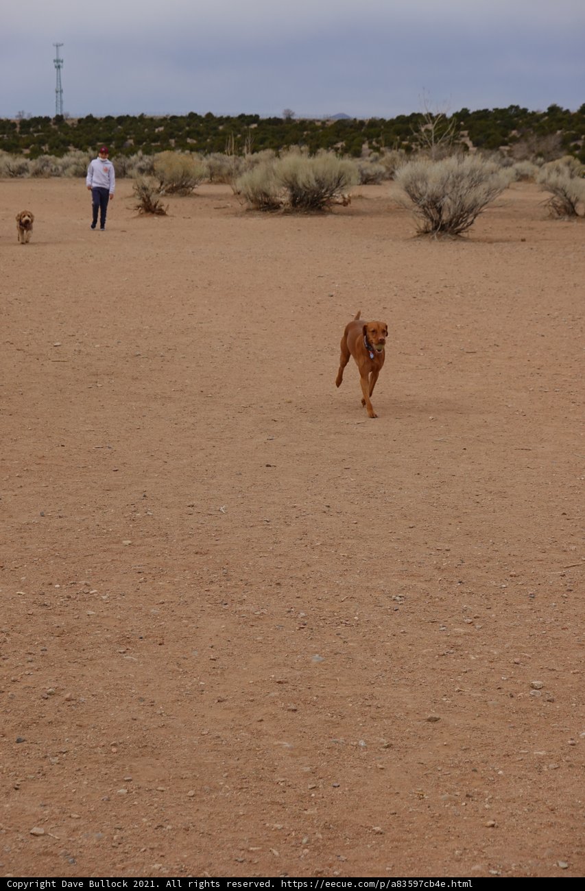 Man and Dog Strolling through Desert Landscape