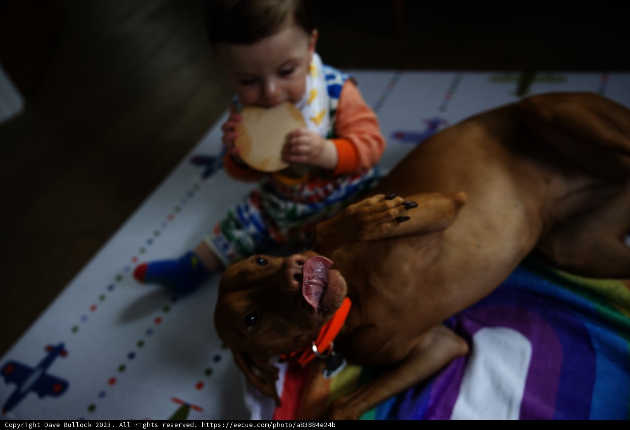 Wesley's Playtime with Furry Friend