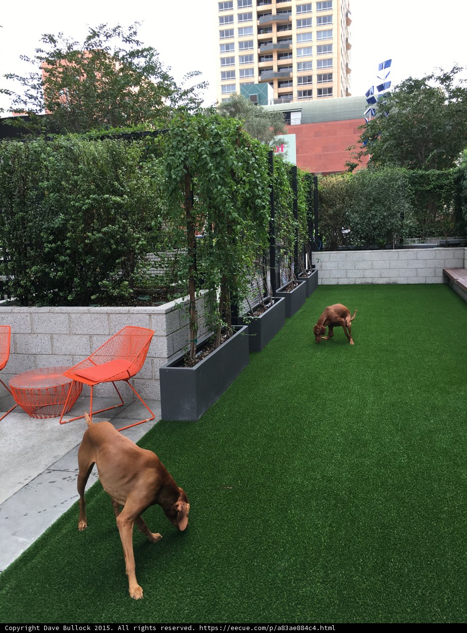 Playtime in the Backyard