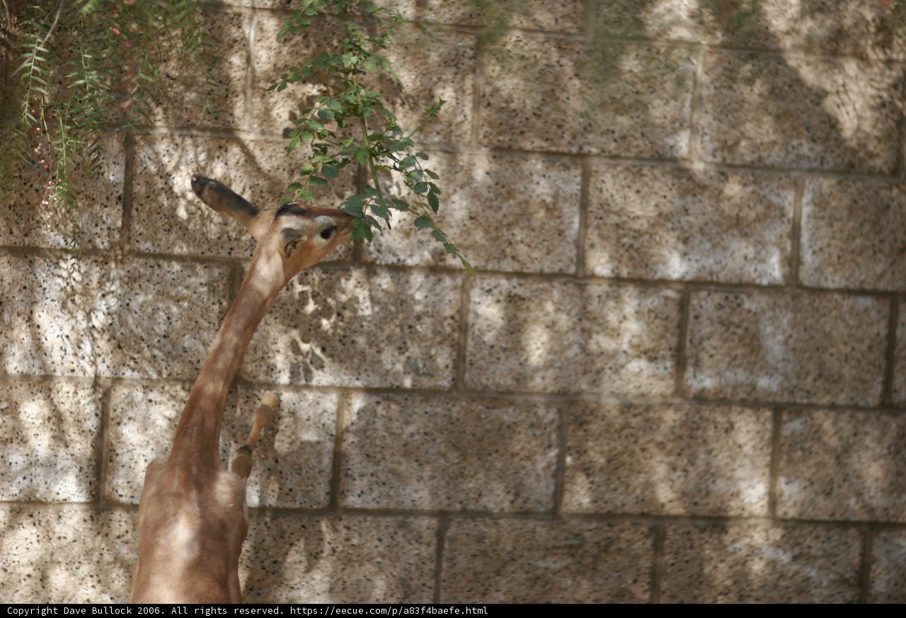 Giraffe Feasting on Tree Leaves