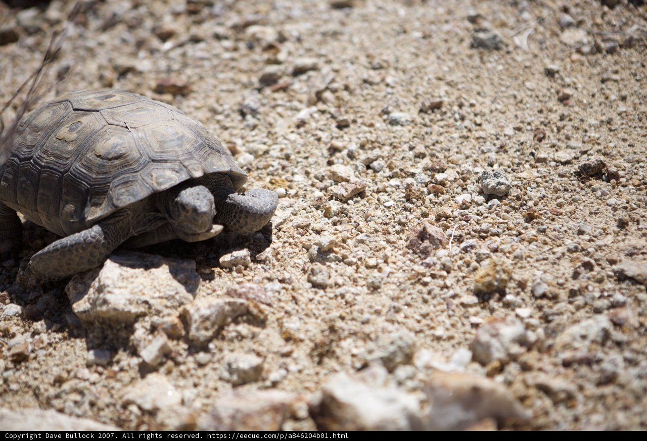 Desert Slowpoke