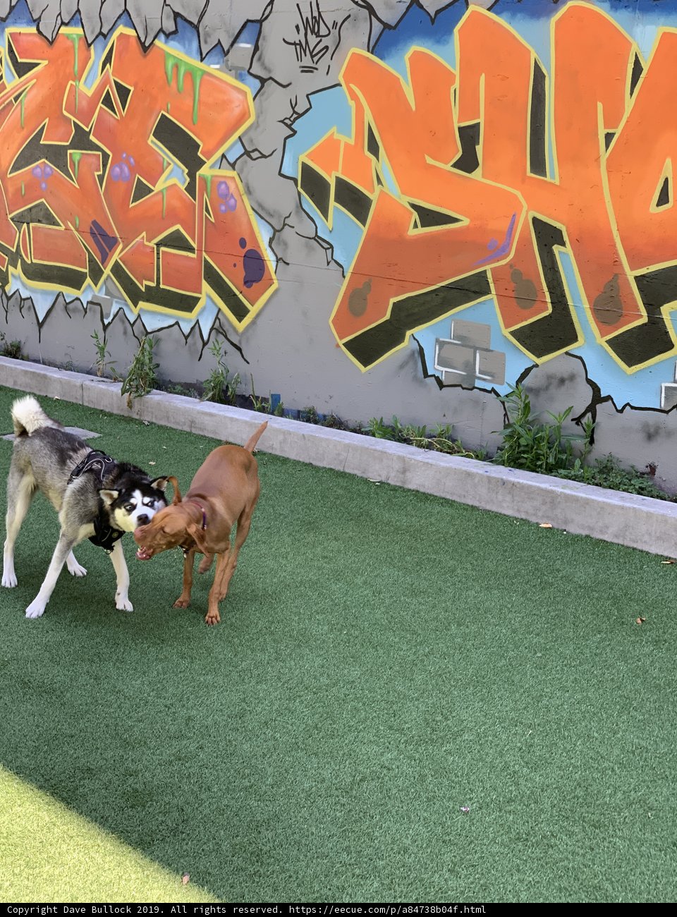 Canine Playtime Amidst Graffiti