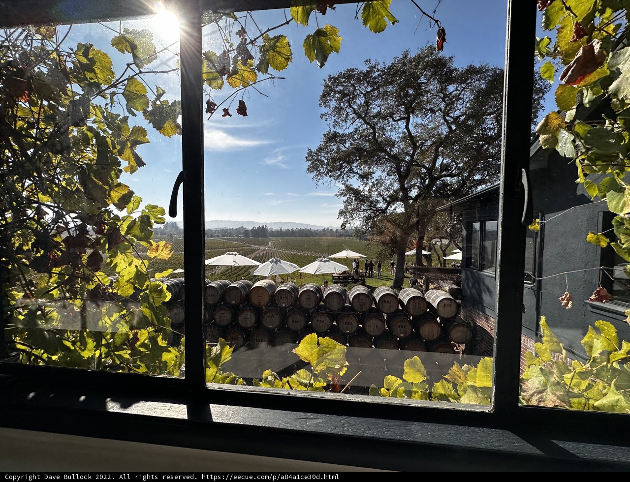 Window view of the bountiful vineyard