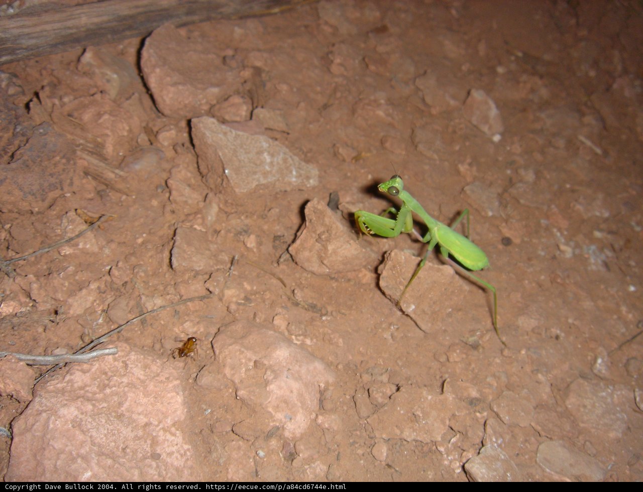 Praying Mantis in its Natural Habitat