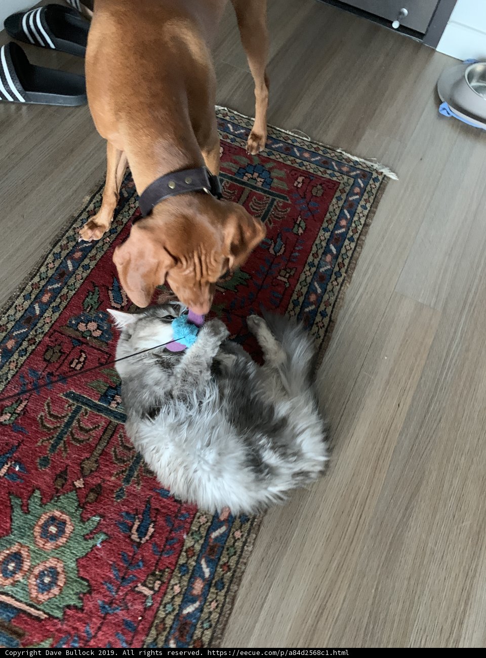 Furry Friends at Play
