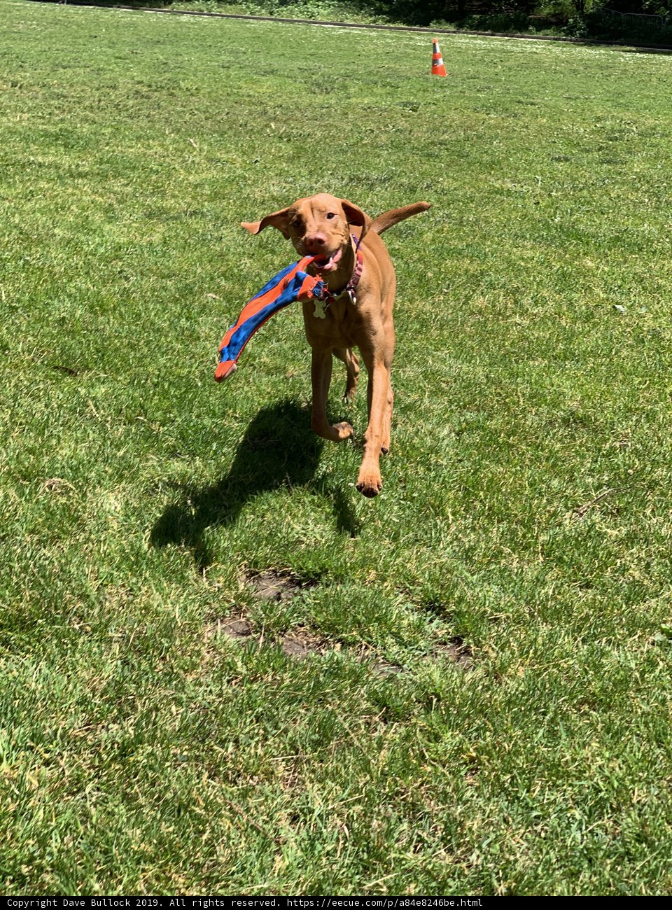 Vizsla's Victory Run