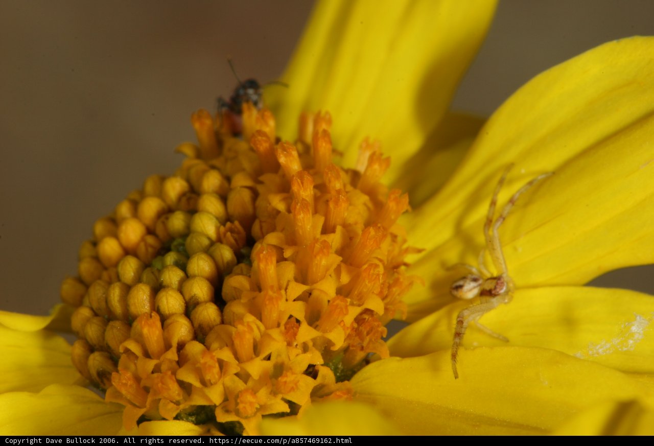 Spider and Daisy
