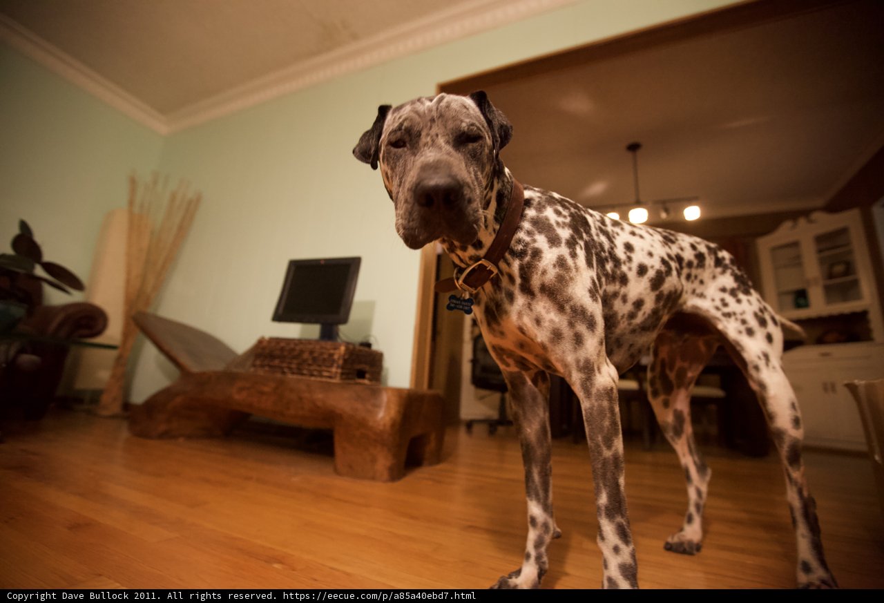 Man's Best Friend taking over the living room