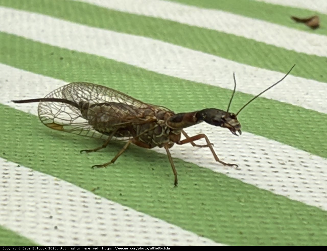 Intricate Insect Encounter
