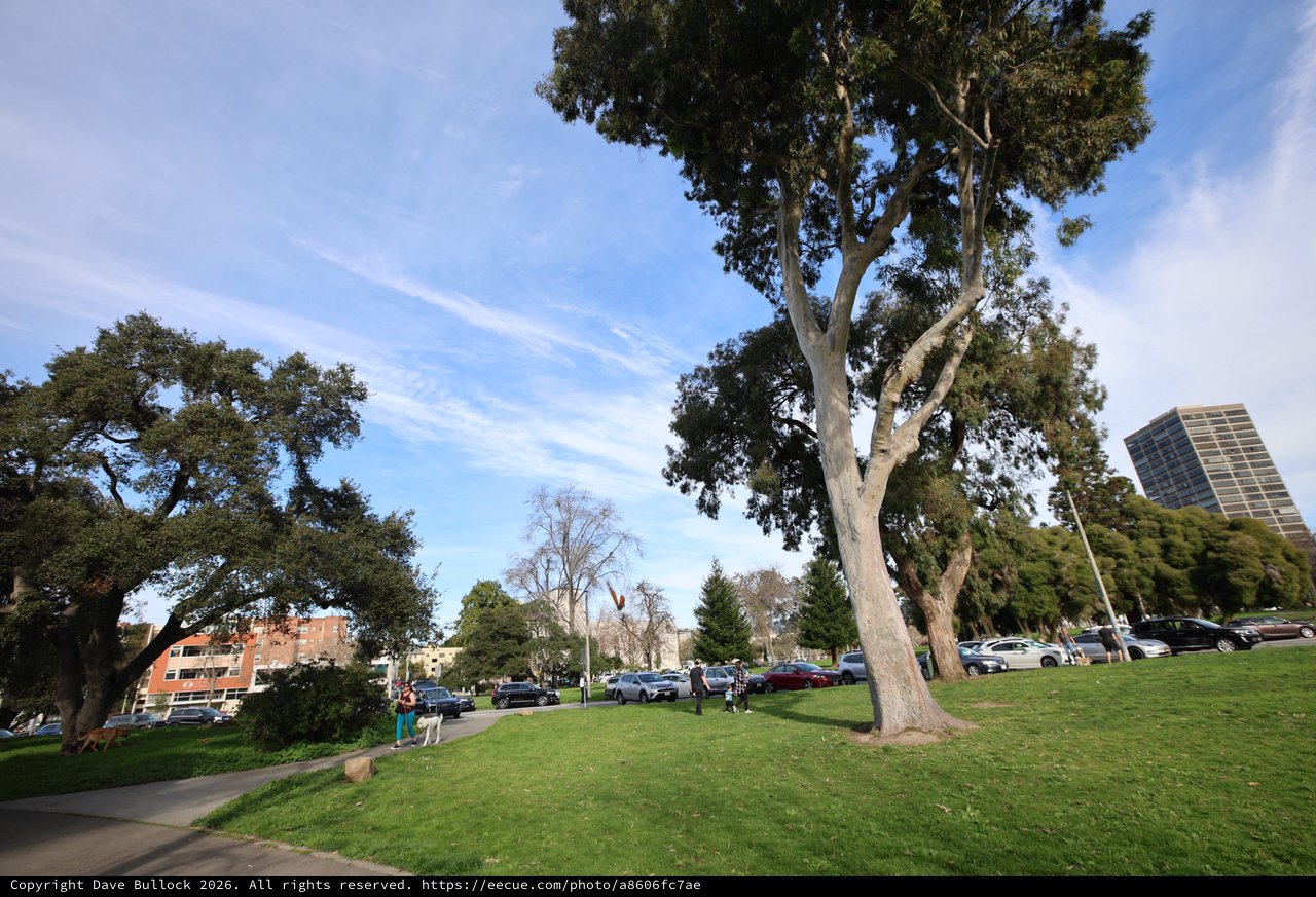 Eucalyptus Trees Towering Over Park Walkway