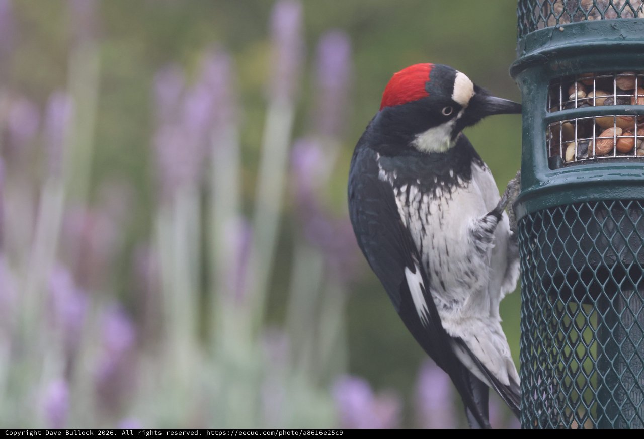 Acorn Woodpecker Feeding at Garden Bird Feeder
