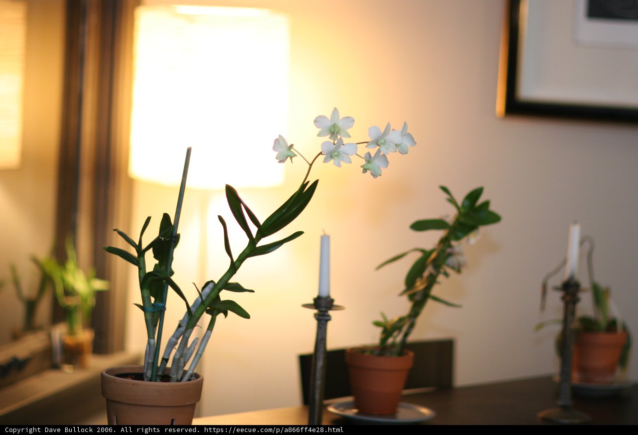 Ikebana-inspired Flower Arrangement