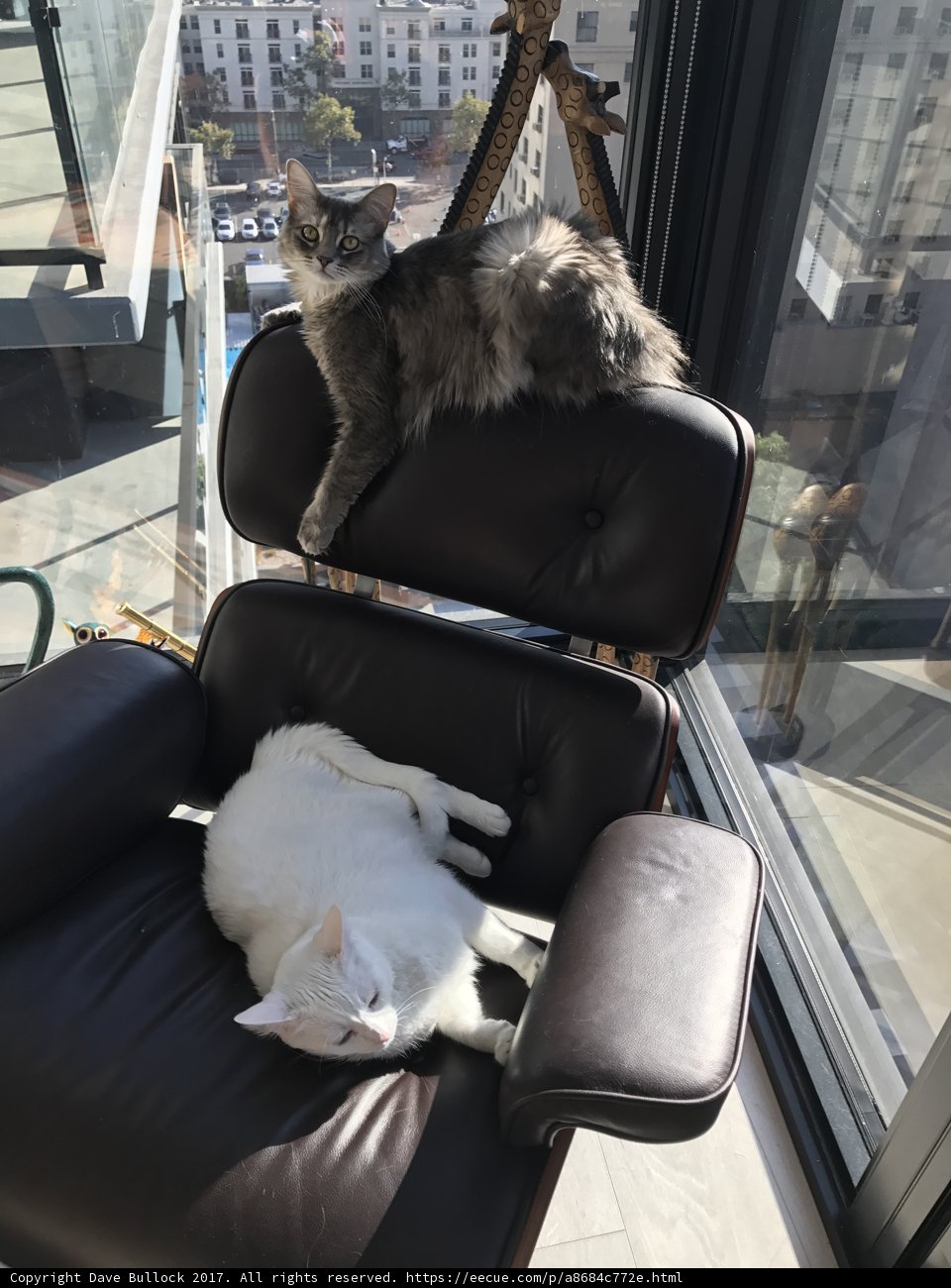 Feline Relaxation Spot