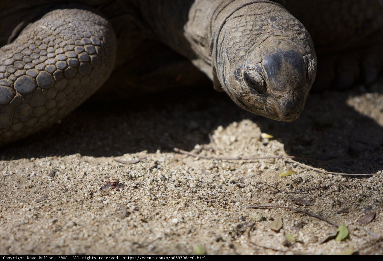 Hungry Turtle Devours Delicious Snack