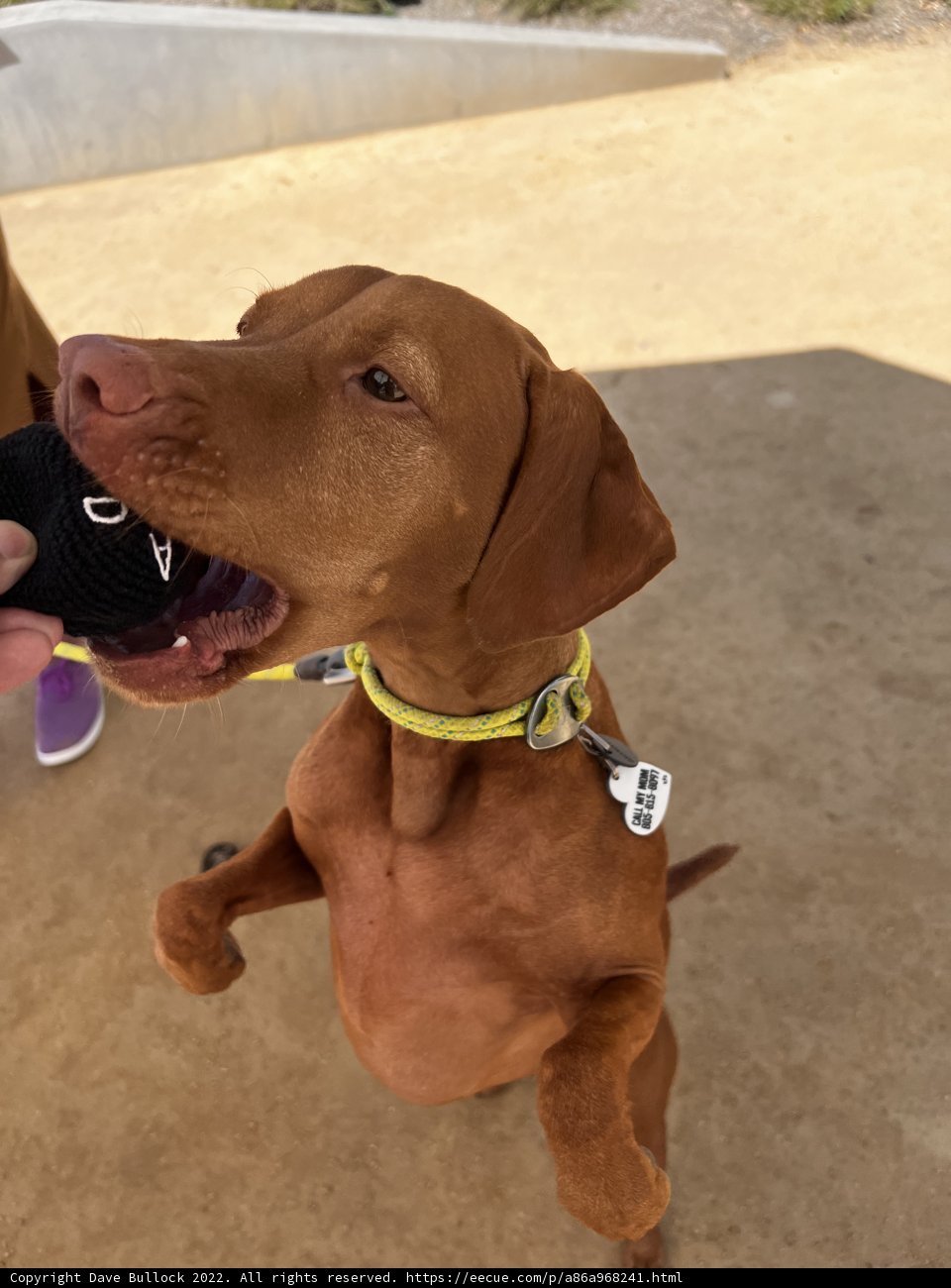 Playful Pup on a Stroll