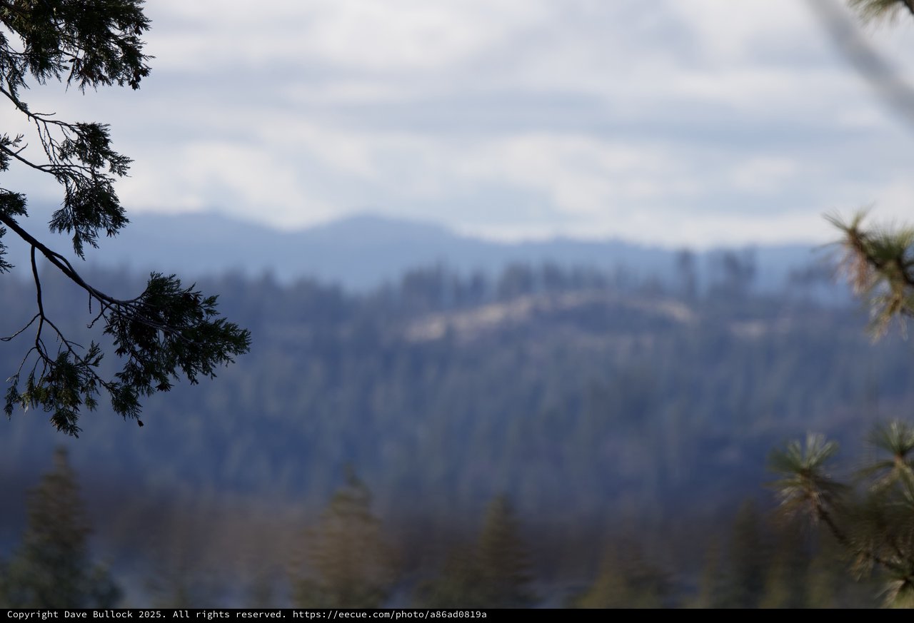 Misty Mountain Vista Through Pine Branches