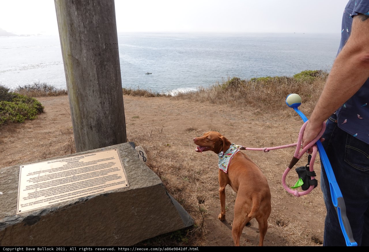 Man and Vizsla Take on Coastal Hike