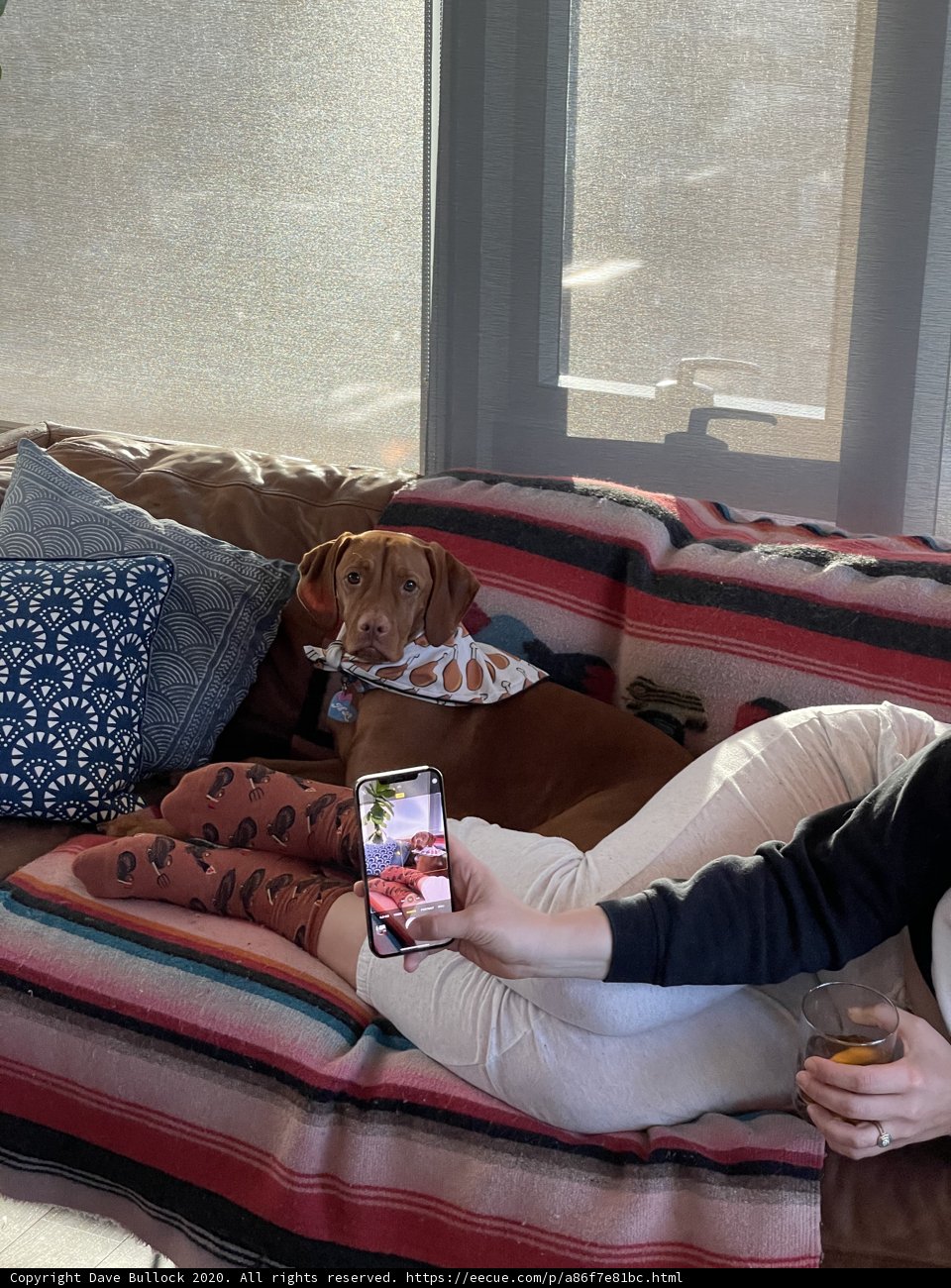 Cozy Afternoon with My Furry Friend