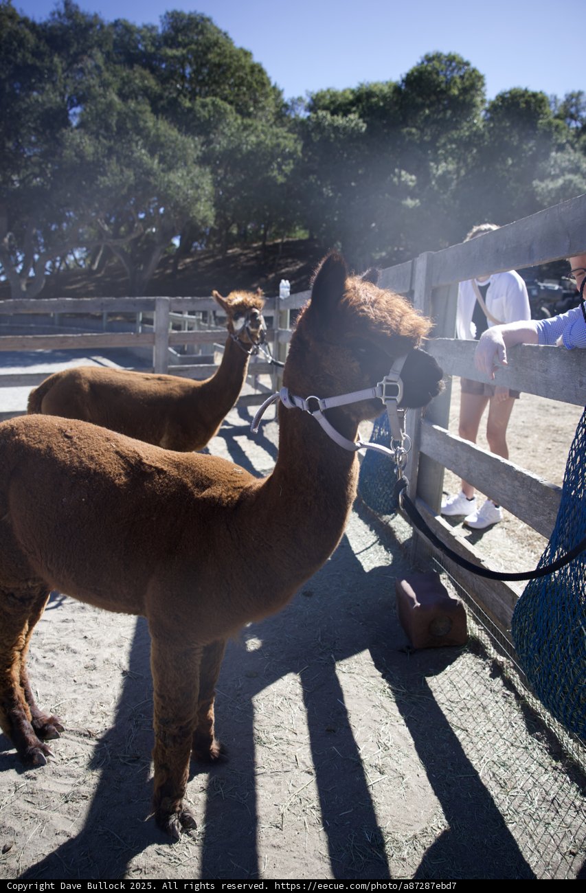 Llama Encounters in Carmel Valley