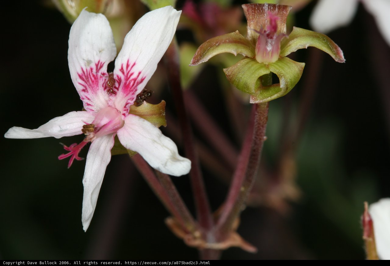 Petals of pink and white