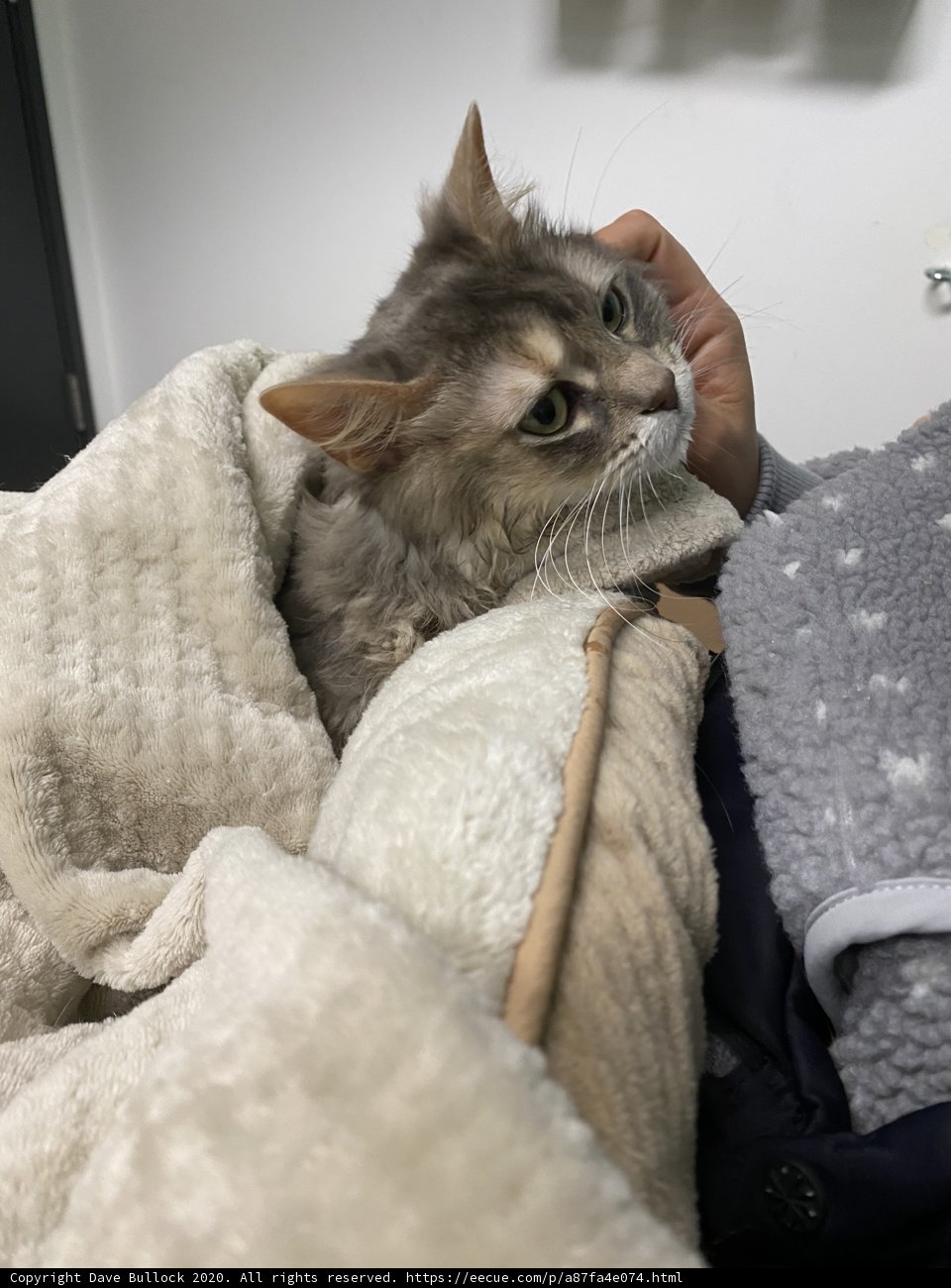 Cozy Lap Companion