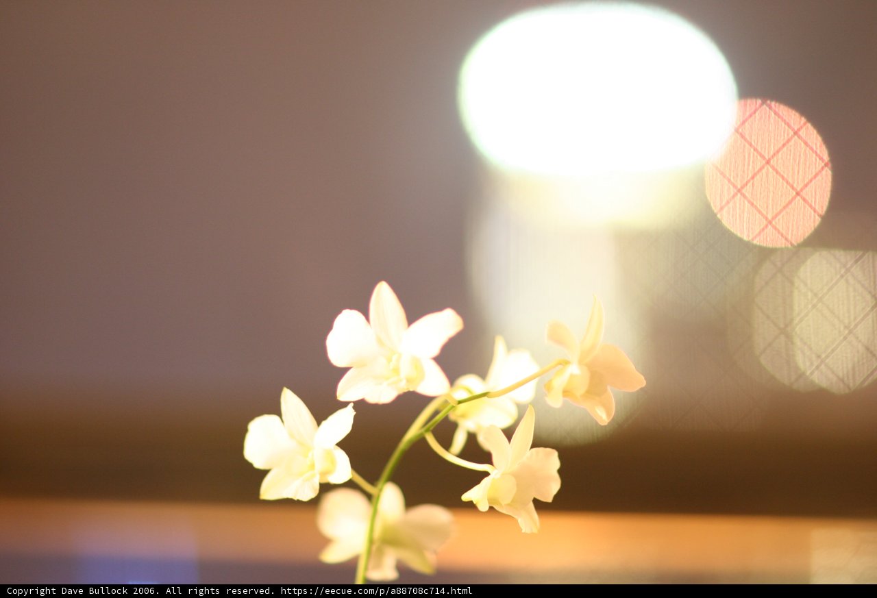 Blooming Beauty