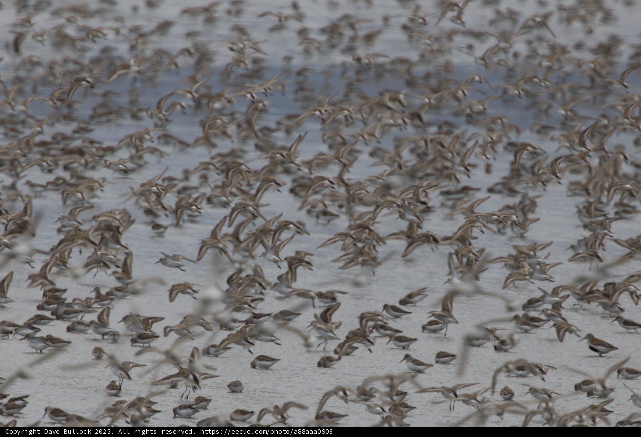 Flurry of Wings