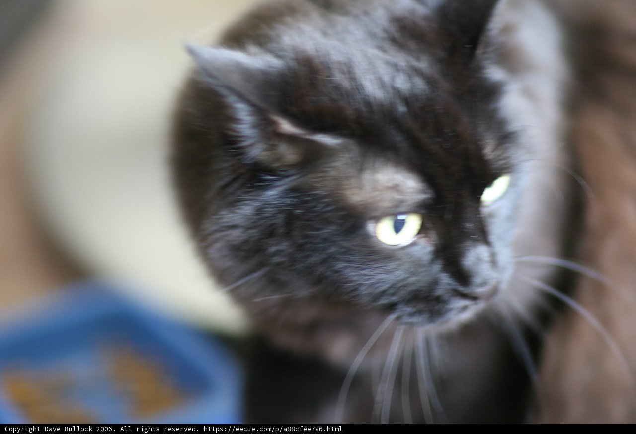 Mysterious and Alluring Black Cat