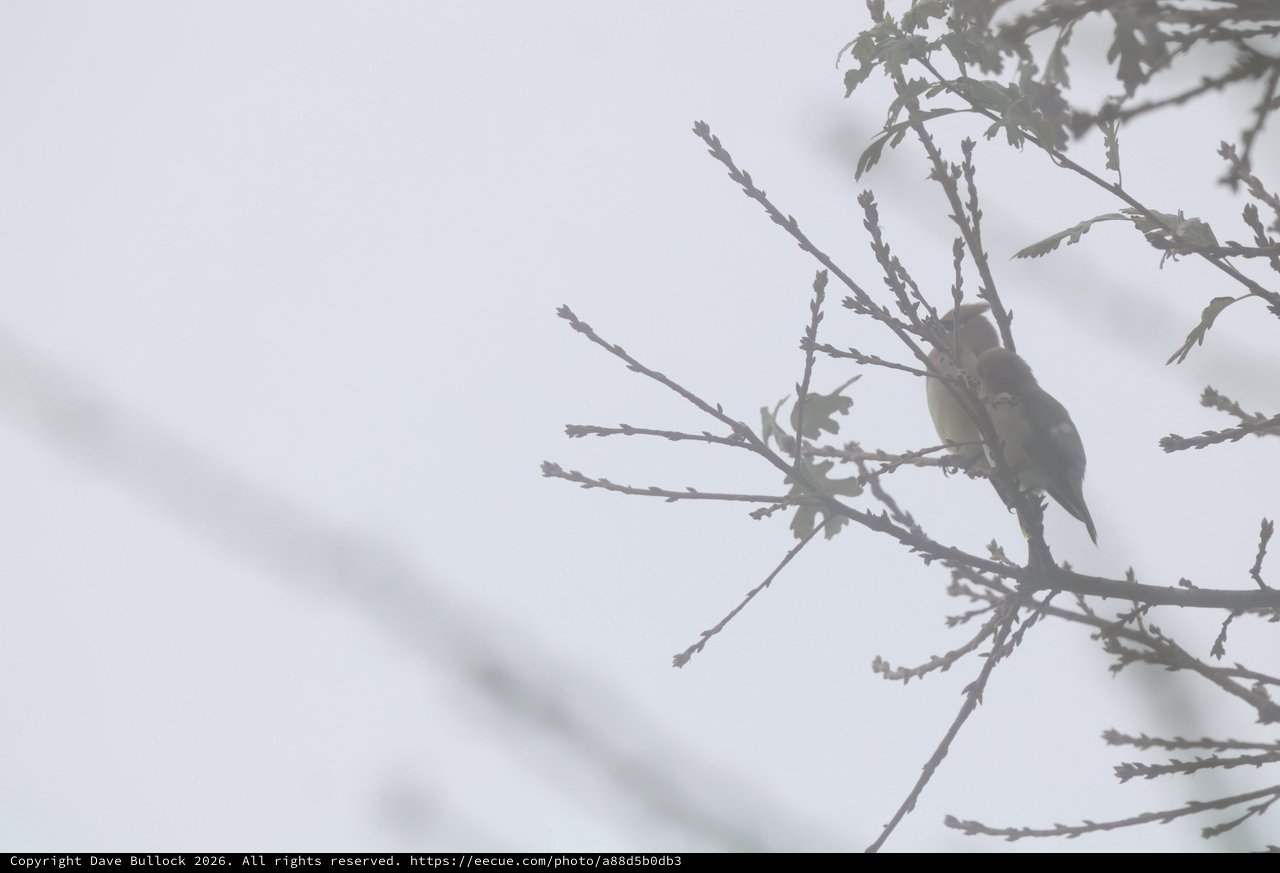 Small Bird Perched on Bare Winter Branch