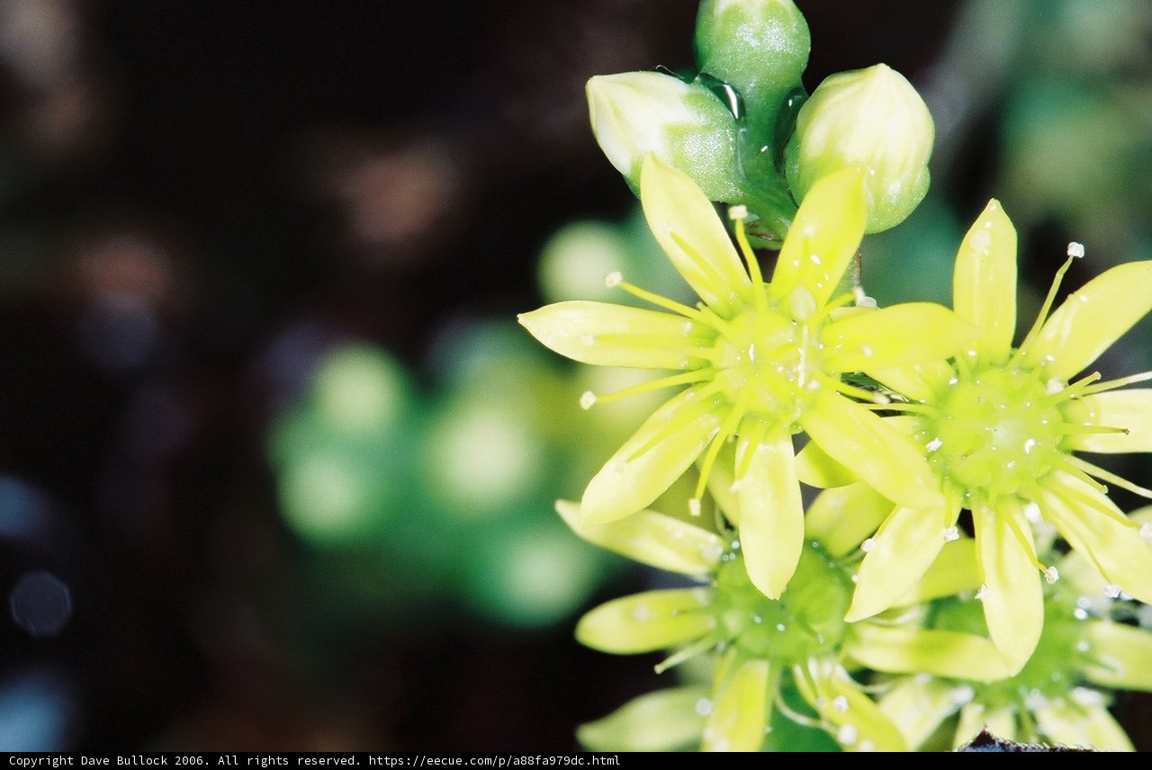 Golden droplets in the Huntington