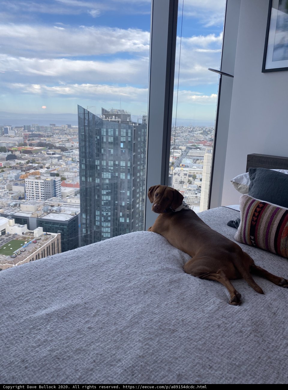 Urban Pooch Takes a Break