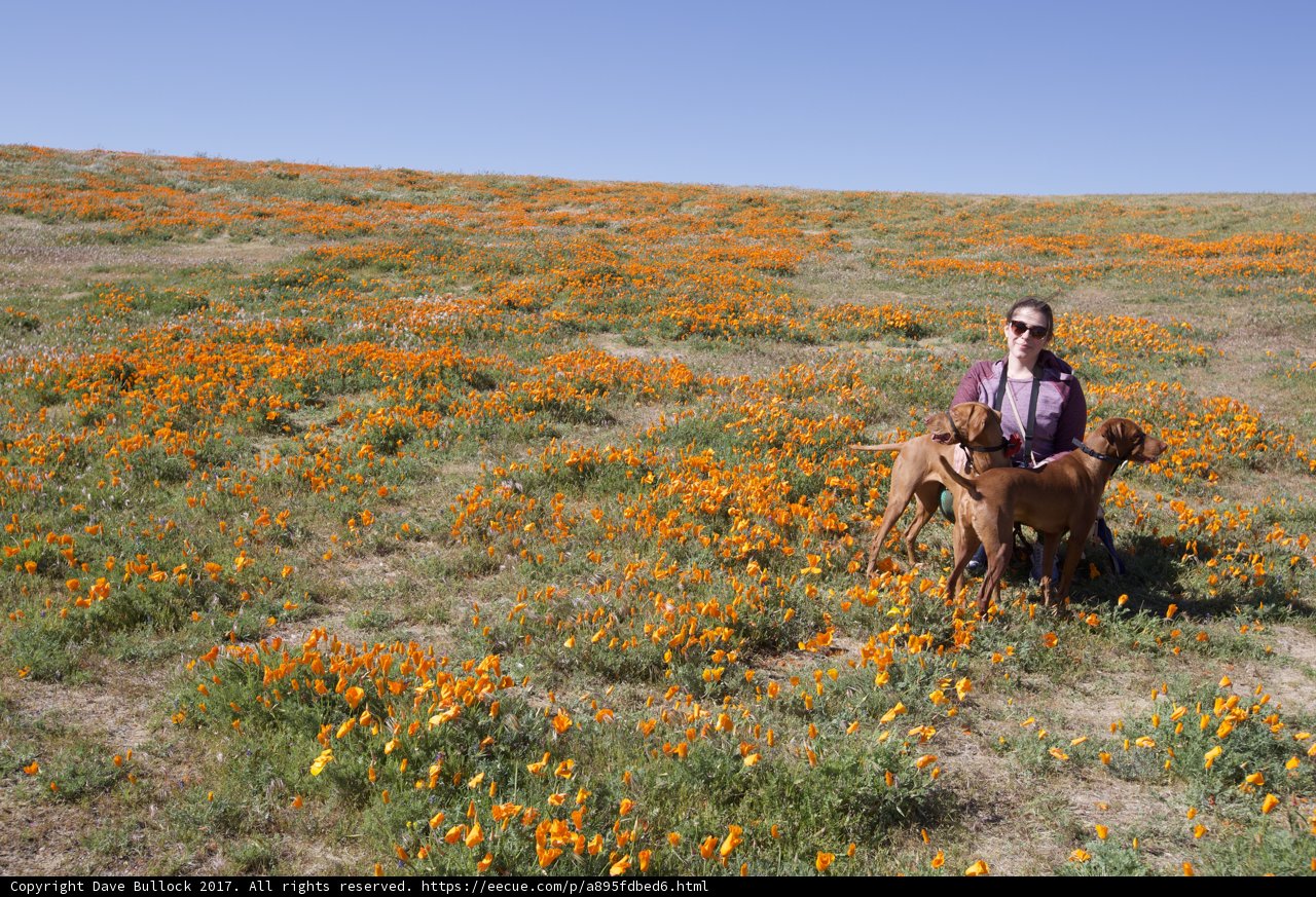 A Day in the Wildflowers