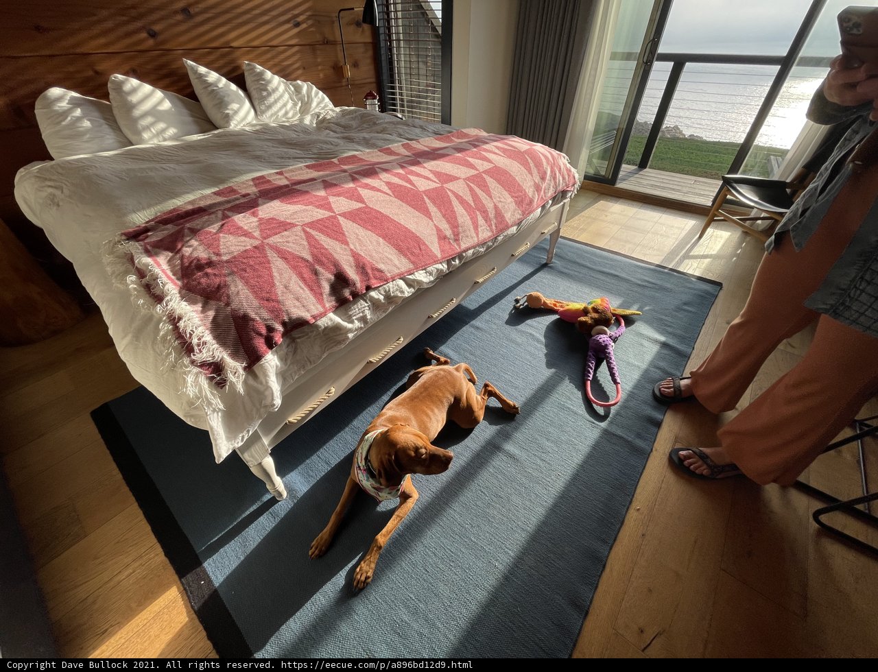 Serene Moments with Man's Best Friend