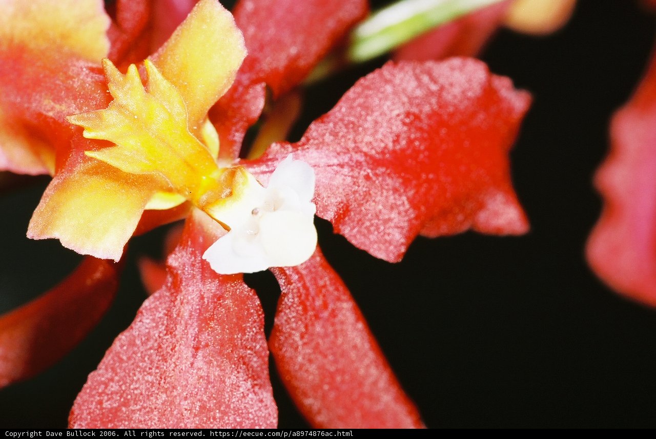 A Vivid Blooming Begonia