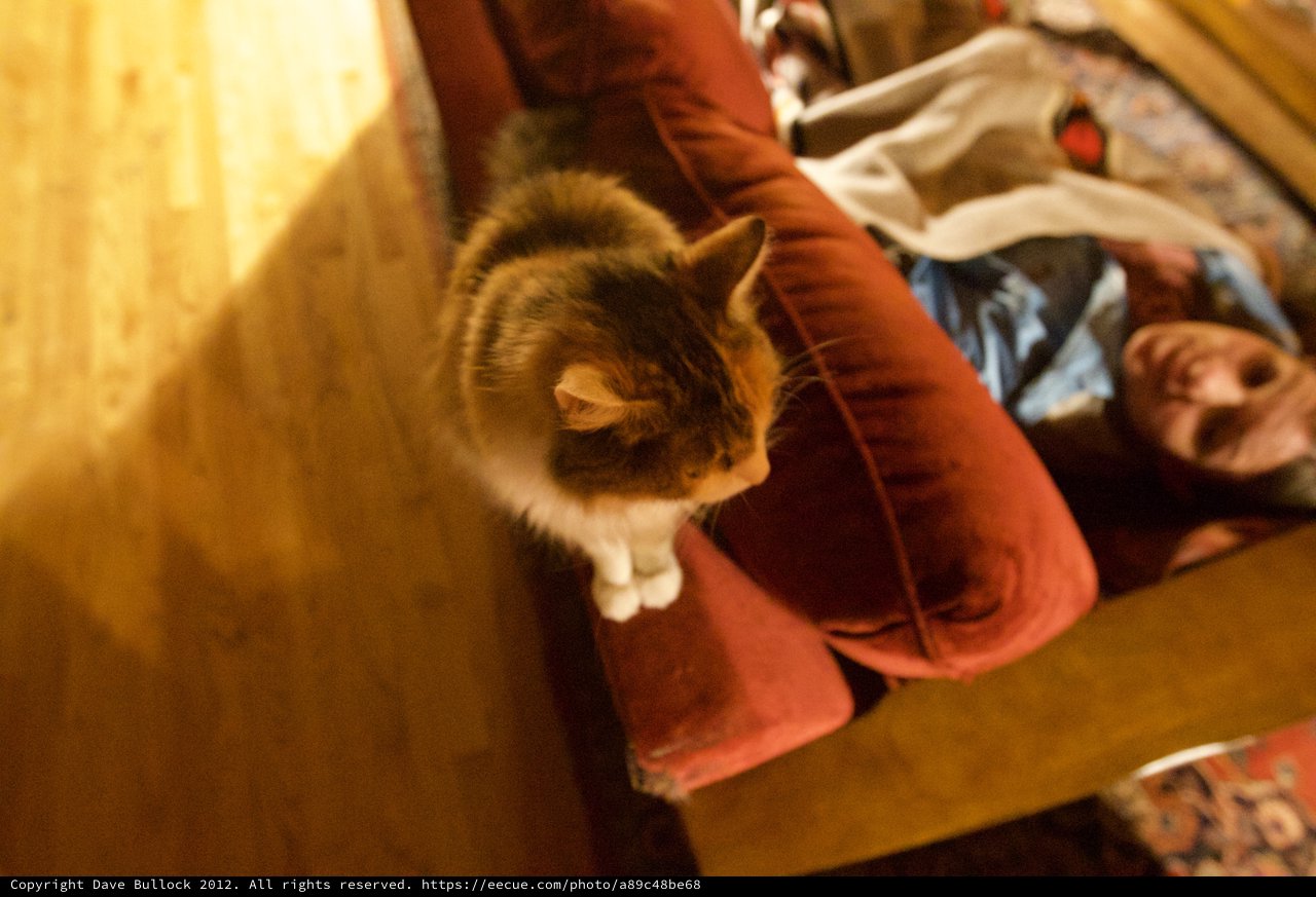 Calico Cat Perched on Red Sofa Armrest