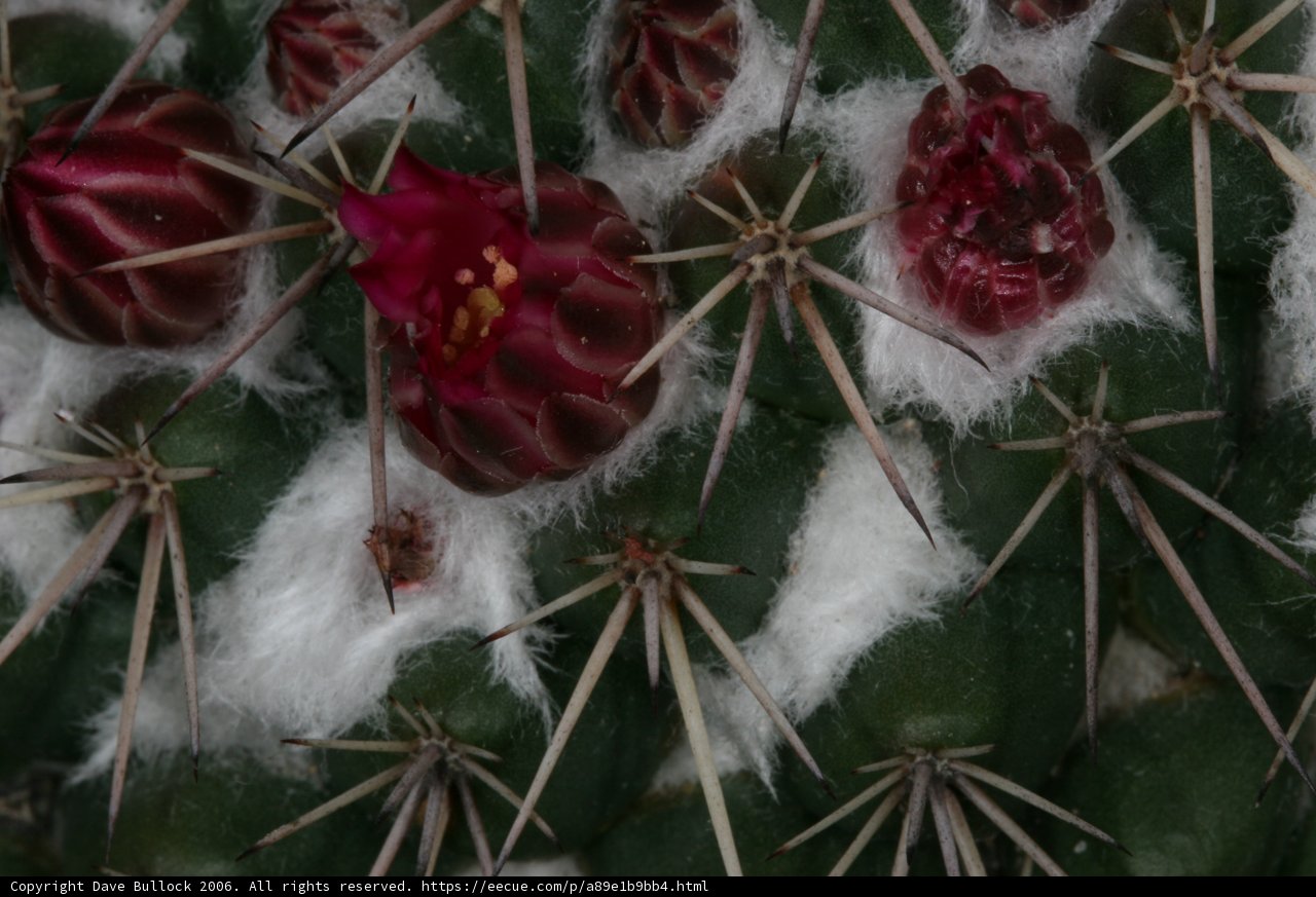 Snowy Cactus with Red Blooms