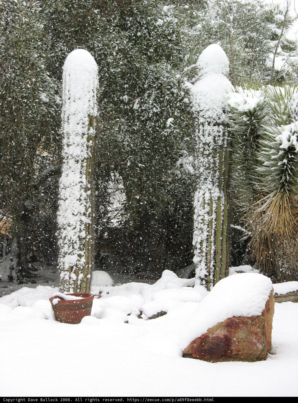 Snowy Cactus