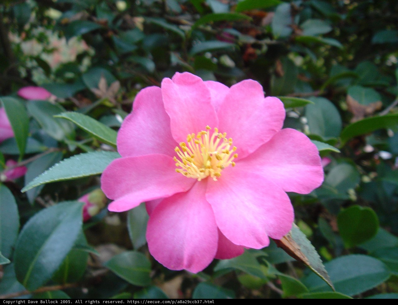 Pink Flower with a Sunny Center