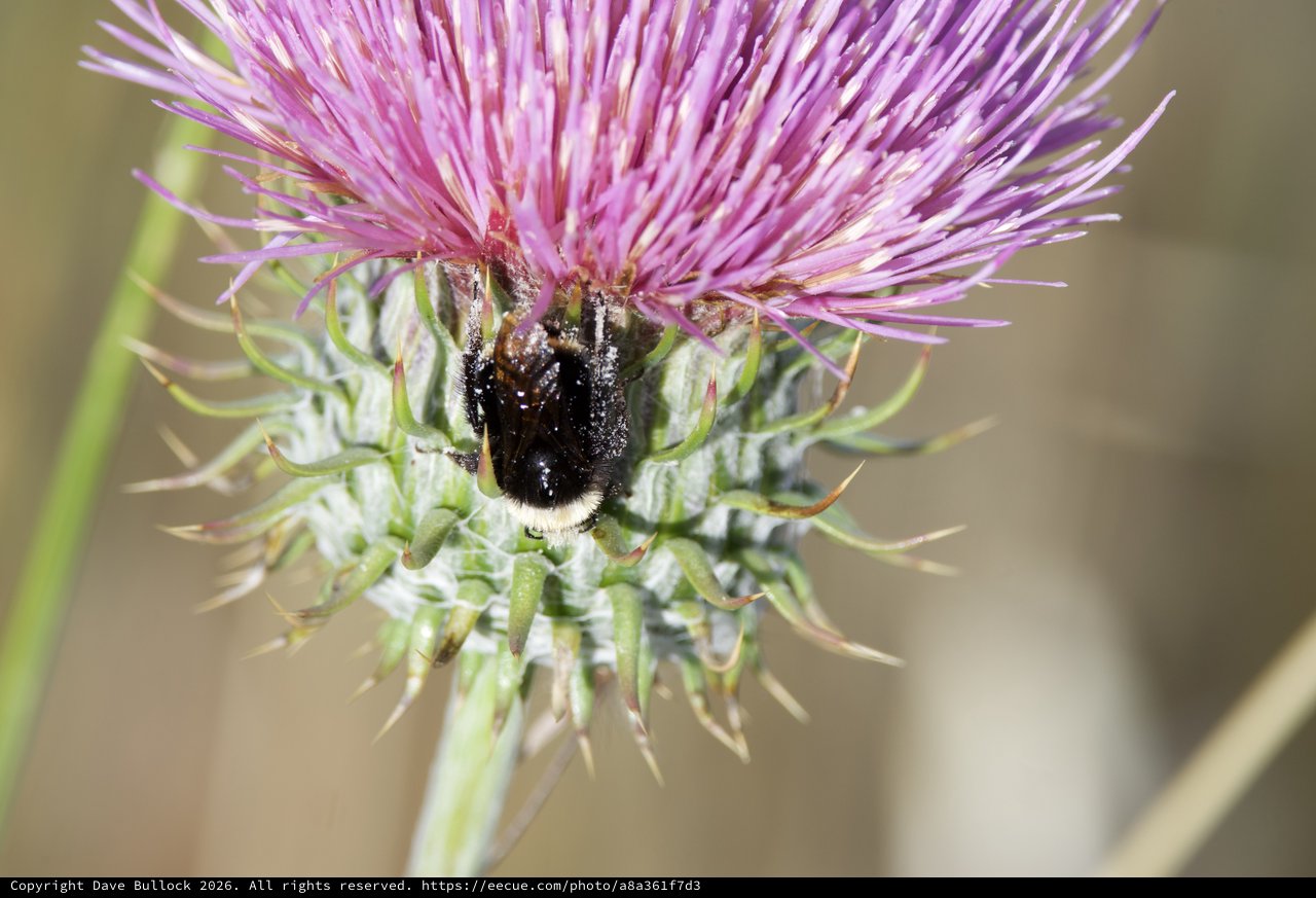 Bumblebee Foraging on Purple Thistle Bloom