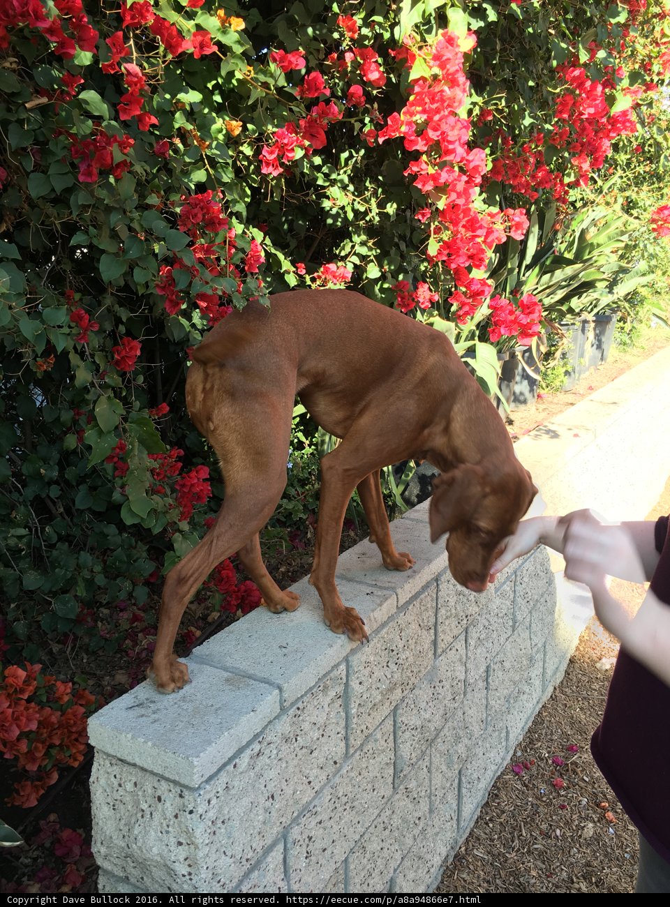 A Canine Gardener