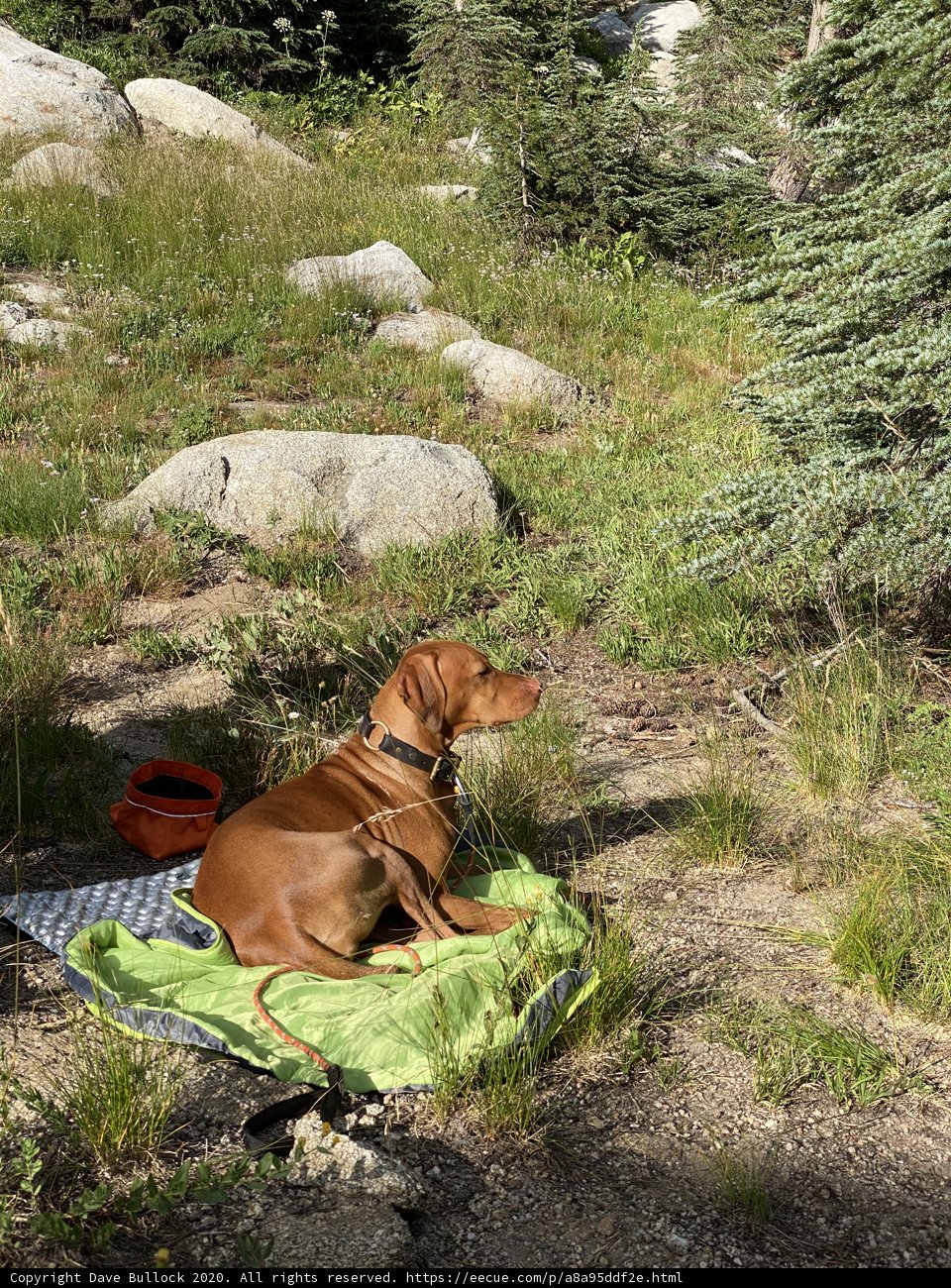 Canine Comfort in the Wilderness