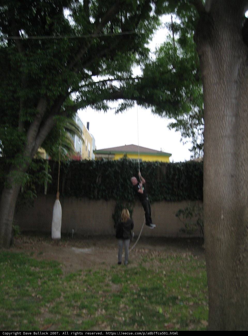 Tree Swing